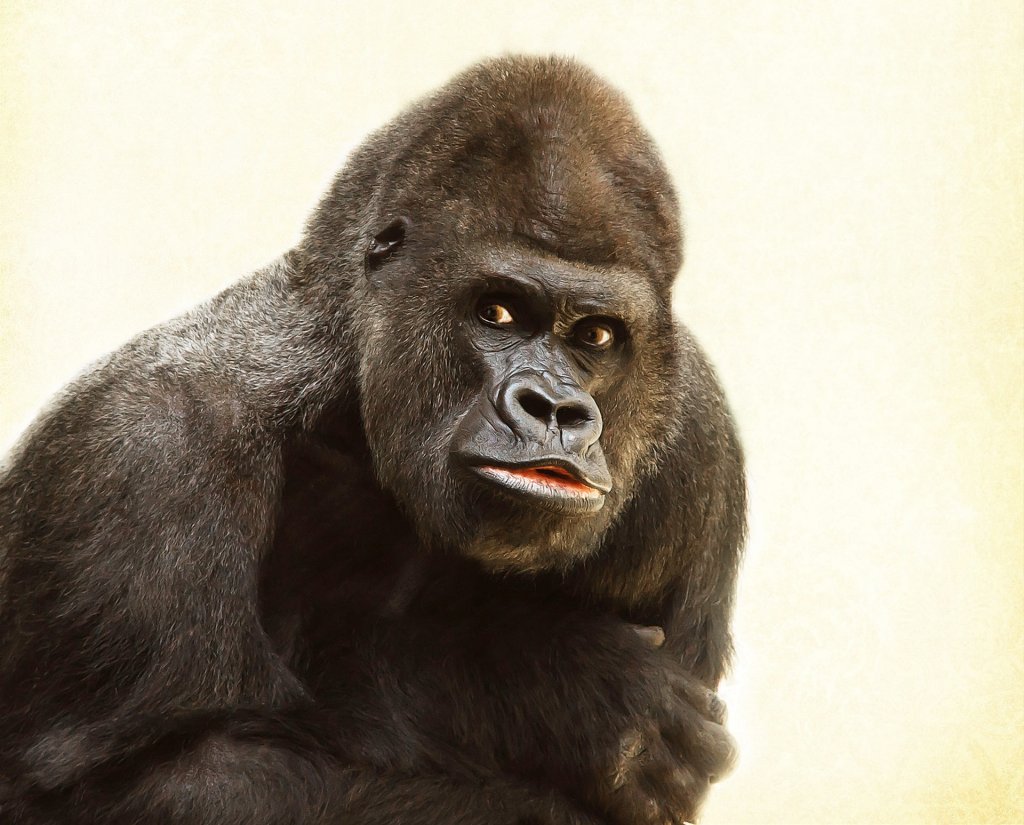animal-ape-fur-39571