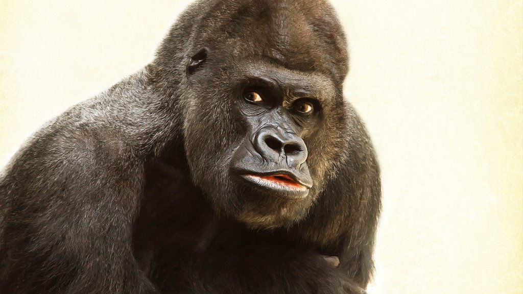 animal-ape-fur-39571