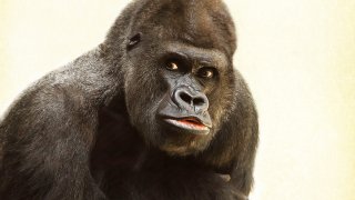 animal-ape-fur-39571
