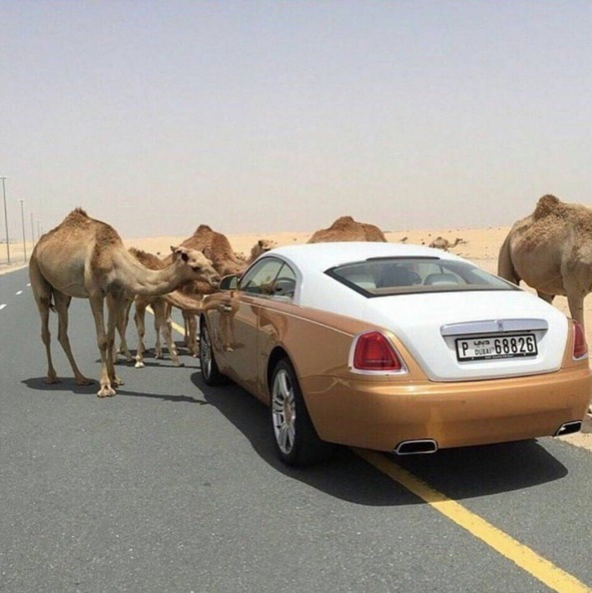 Понякога камилите препречват пътя на луксозните автомобили
