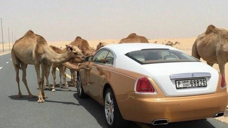 Понякога камилите препречват пътя на луксозните автомобили