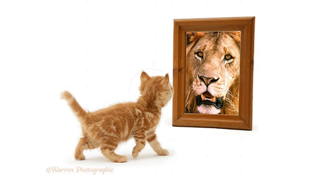 looking-in-the-mirror1