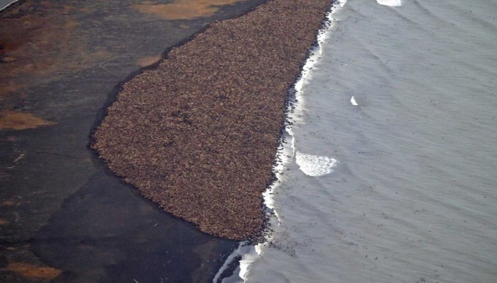 walrus