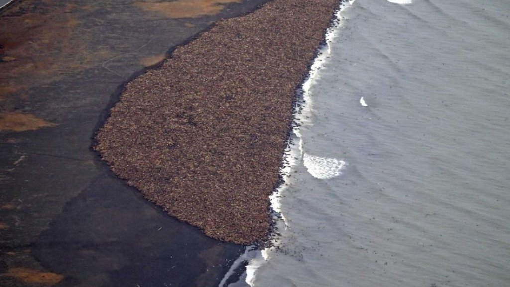 walrus