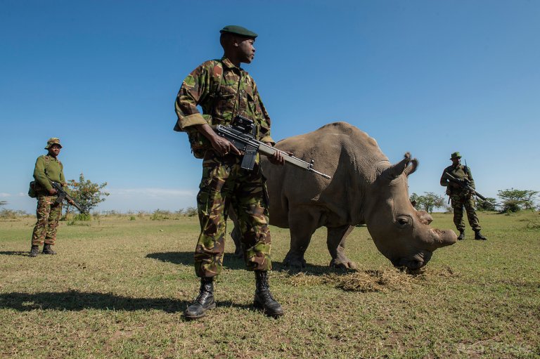 Повечето хора си представят, че носорозите се скитат на свобода в саваната, но тази снимка представлява истинския им живот. Заради ценния им рог те са тежко охранявани от армията в Кения.