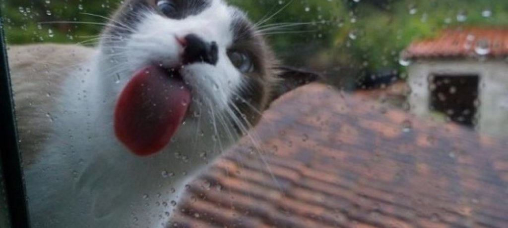 Котка