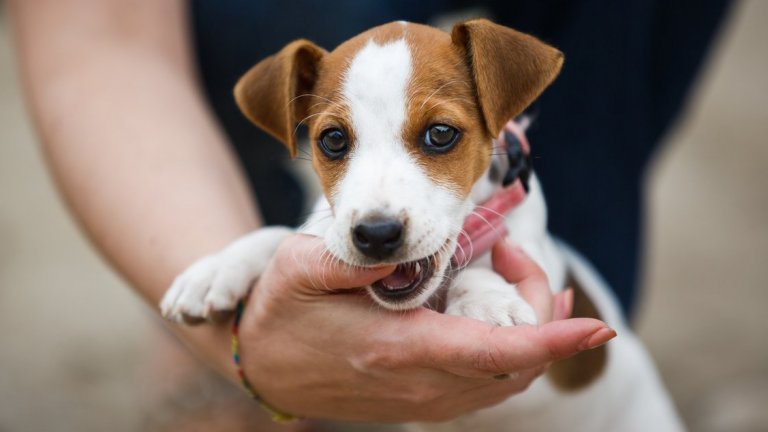 Спокойно, това поведение може да бъде изкоренено