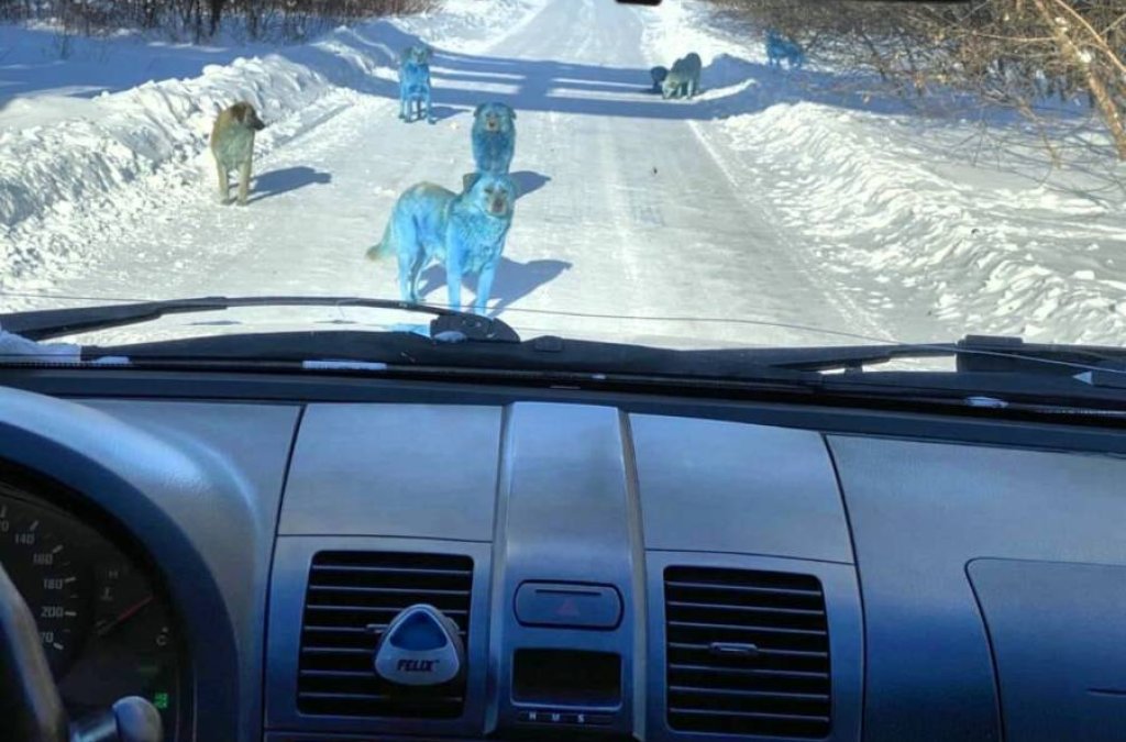 blue-dogs-russia