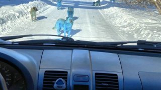 blue-dogs-russia