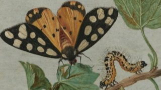 Очарователният сексуален живот на насекомите