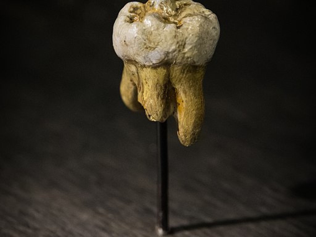 Denisova_Molar