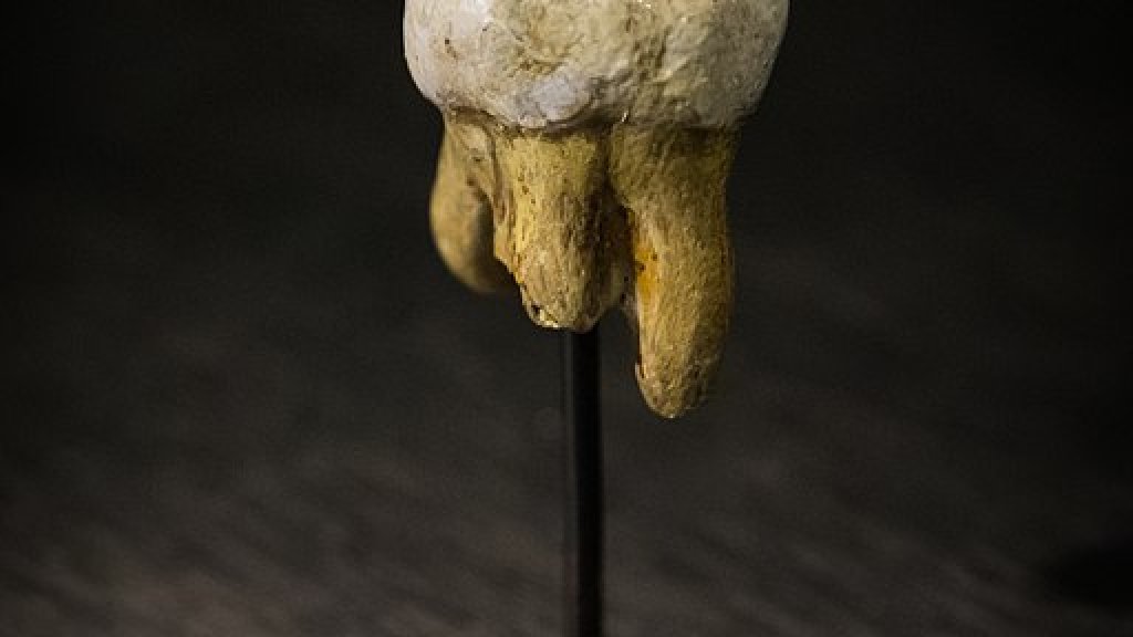 Denisova_Molar