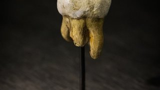 Denisova_Molar