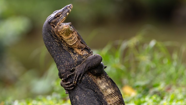 Най-смешните снимки на животни за 2025 г.