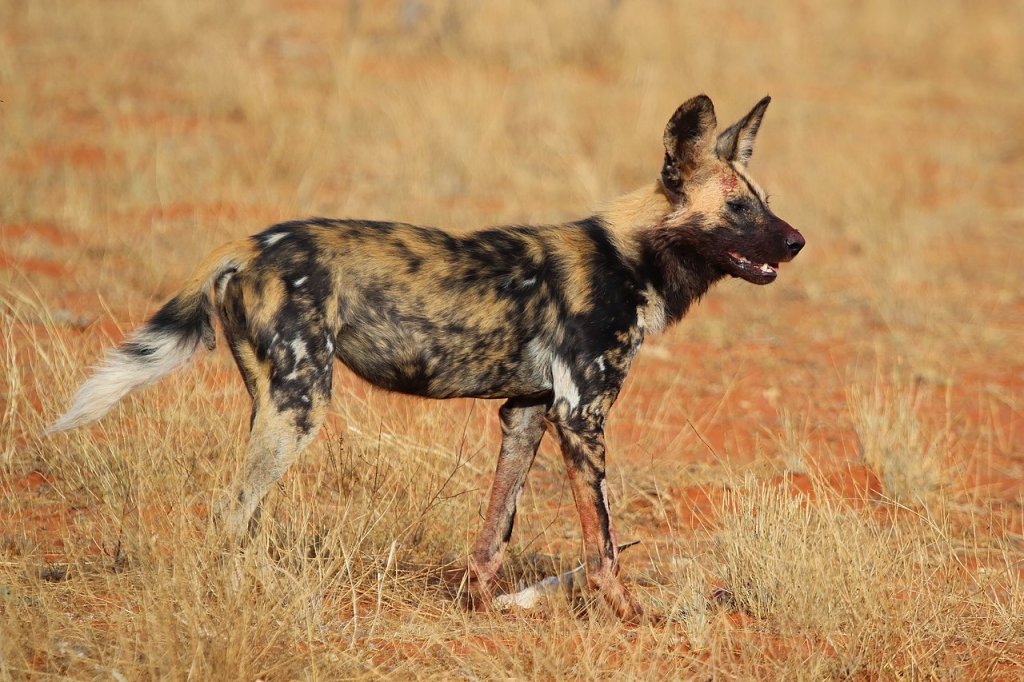 African_wild_dog_(Lycaon_pictus_pictus)