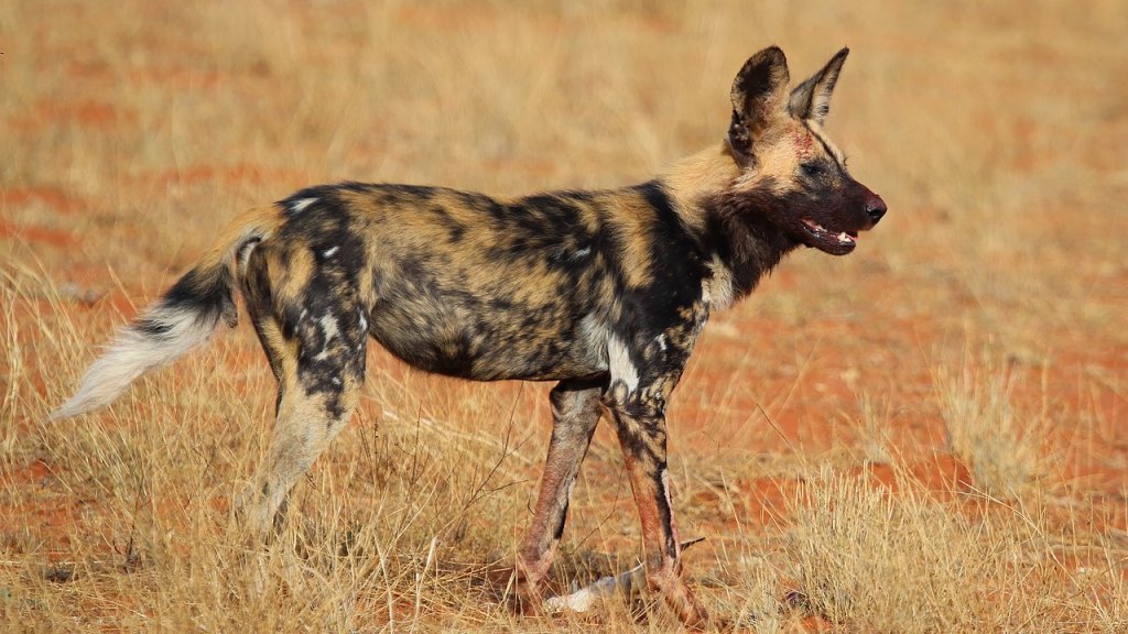 African_wild_dog_(Lycaon_pictus_pictus)