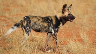 African_wild_dog_(Lycaon_pictus_pictus)