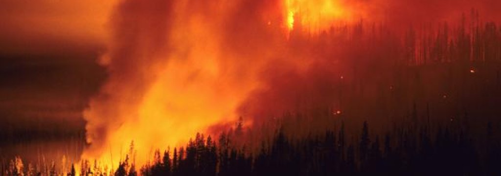 forest_fire