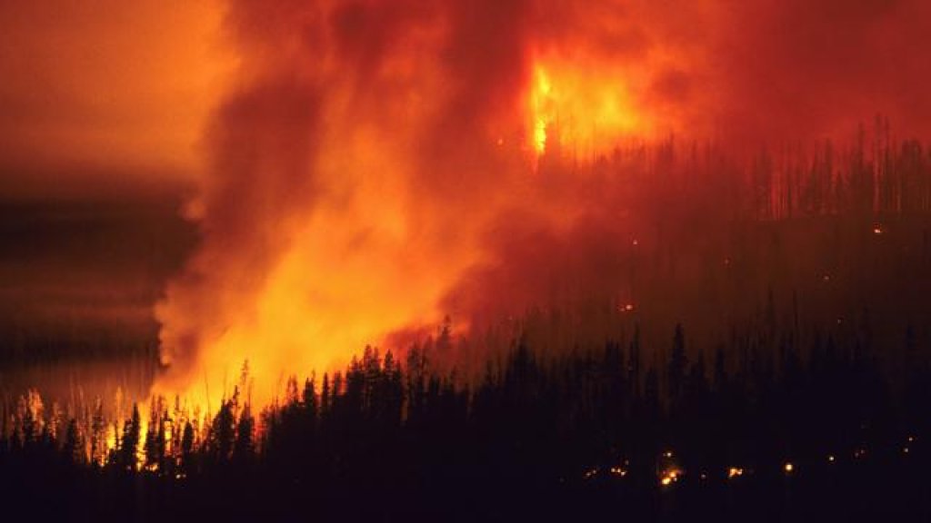 forest_fire