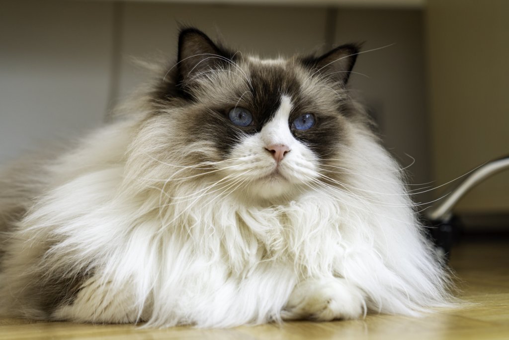 РагдолРагдол котките са прословути ленивци, които въпреки килограмите си в по-голямата част от деня са почти незабележими. Здравите котки от породата могат да достигнат до 9 килограма и теглото им трябва да се следи внимателно, защото не са много активни. Козината им се поддържа лесно с ресане веднъж седмично.