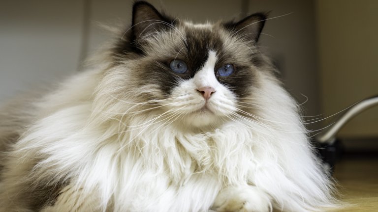 РагдолРагдол котките са прословути ленивци, които въпреки килограмите си в по-голямата част от деня са почти незабележими. Здравите котки от породата могат да достигнат до 9 килограма и теглото им трябва да се следи внимателно, защото не са много активни. Козината им се поддържа лесно с ресане веднъж седмично.