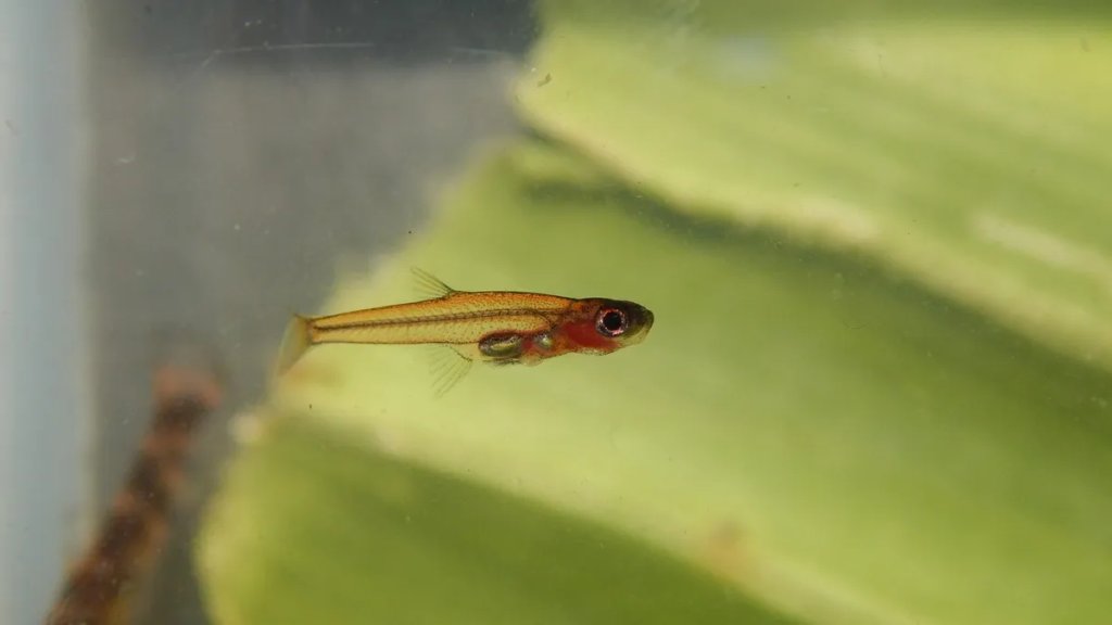 fish-l