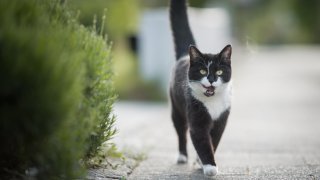 Знаците, оказва се, са по-ефективни от звуците