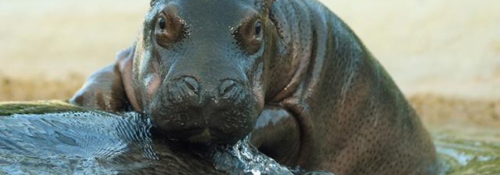 gty_baby_hippo_sswm_jt_121209_wmain