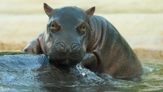 gty_baby_hippo_sswm_jt_121209_wmain