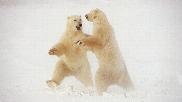 "Танцуващи" бели мечки