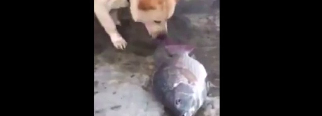 dog fish