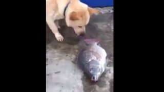 dog fish