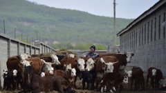 Елиминирането на месото от диетата ни би довело много ползи за здравето ни и за планетата - но и би навредило на милиони хора

