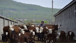 Елиминирането на месото от диетата ни би довело много ползи за здравето ни и за планетата - но и би навредило на милиони хора
