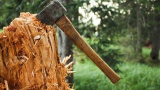 axe_in_tree_stump_24472
