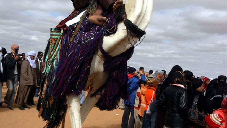 Туарегът Абас е горд със своето махари, както местните наричат ездитните камили. Той е спечелил годишното състезание, което му носи награда от 5000 долара.