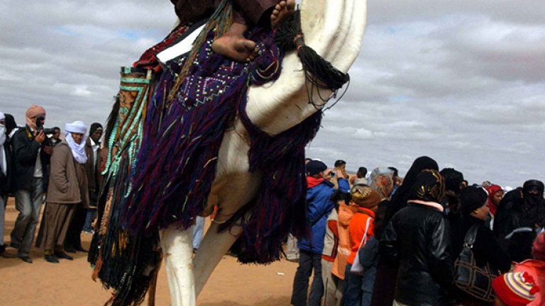 Туарегът Абас е горд със своето махари, както местните наричат ездитните камили. Той е спечелил годишното състезание, което му носи награда от 5000 долара.