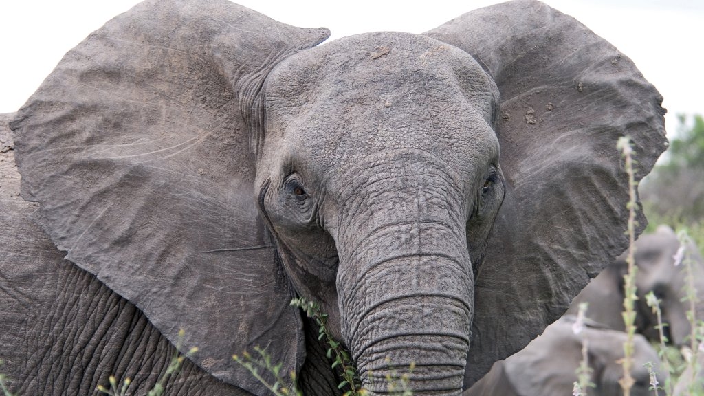Angry_elephant_ears