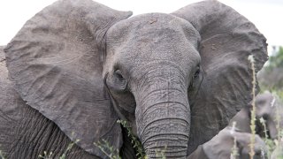 Angry_elephant_ears