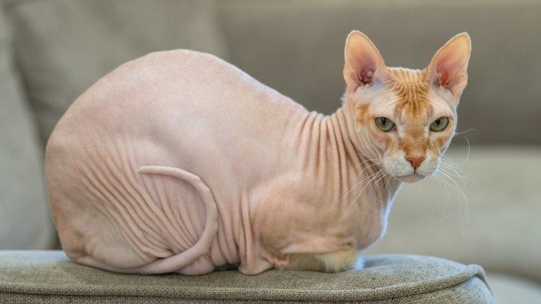 Сфинкс
Няма как да минем без него – все пак това е най-известната порода без козина. Това, което покрива кожата на тези котки, се определя като прасковен мъх, който е доста приятен на допир – като велур. 
Липсата на обичайното за котките покритие обаче значи, че кожата на сфинкса изисква повече грижи и периодично къпане. Освен това тези животни се охлаждат лесно и постоянно търсят топлина. Телесната им температура е малко по-висока от тази на останалите котки, което ги прави още по-приятни на допир.