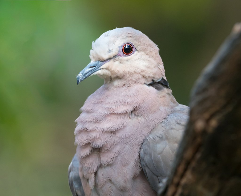 pexels-jean-van-der-meulen-1555909