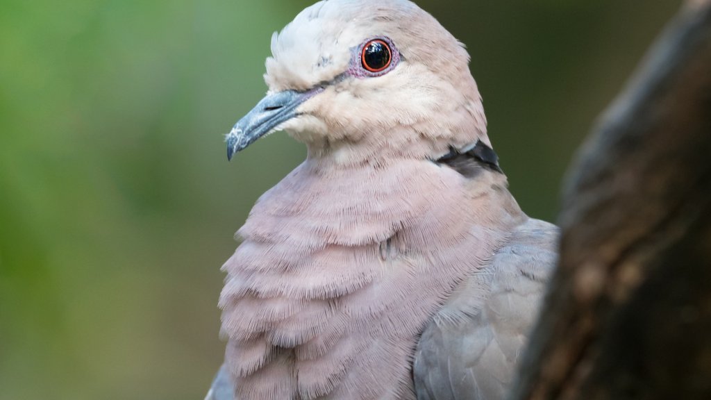 pexels-jean-van-der-meulen-1555909