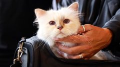 Не, Карл Лагерфелд не оставя милиони евро лично на котката си