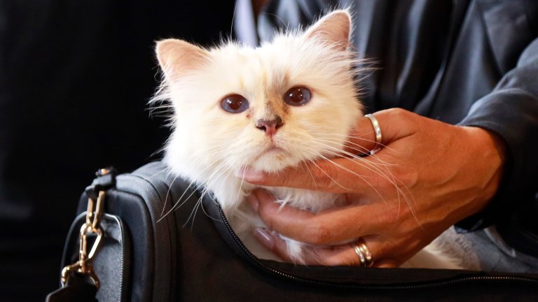 Не, Карл Лагерфелд не оставя милиони евро лично на котката си