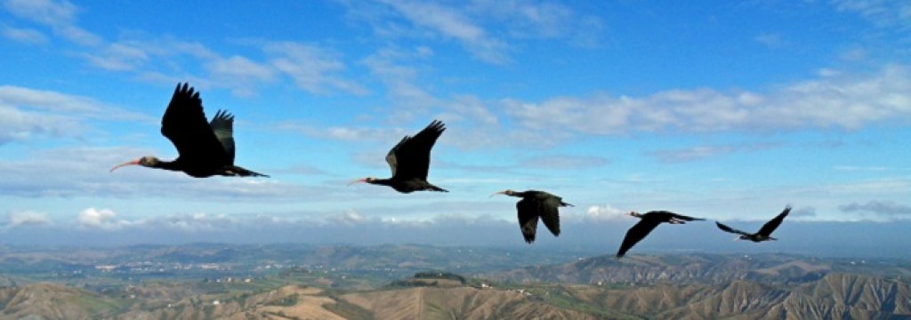 Birds In Sync