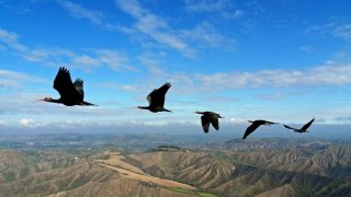 Birds In Sync