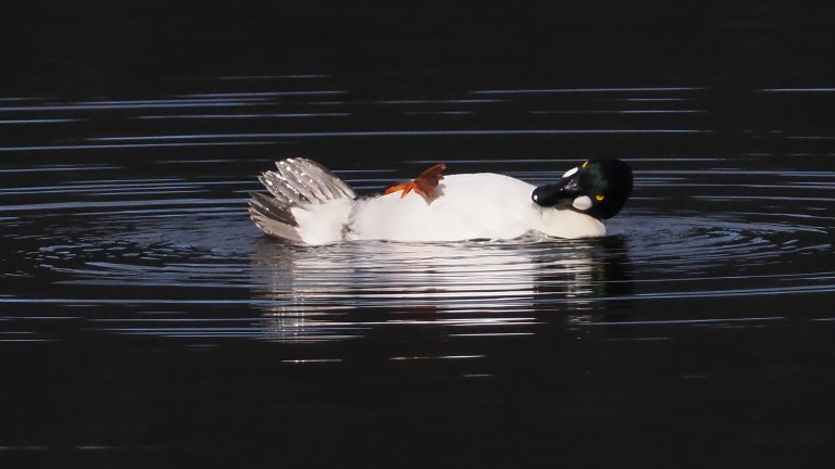 Най-смешните снимки на животни за 2025 г.