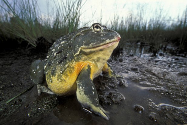 Намибийска жаба-бик Ако обикаляте Южна Африка, може да попаднете на нея под формата на местно блюдо, но внимавайте много: жабата-бик съдържа отровни за човека вещества. Най-опасни според местните са младите жаби, които все още не са се размножавали. Но дори да хапнете някоя част от възрастна жаба, която не трябва или пък се насладите на яденето й извън дъждовния сезон - рискувате сериозен проблем с бъбреците - и като минимум - цистит.