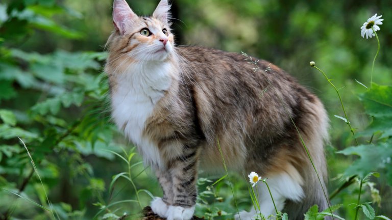 Норвежка горска коткаНорвежката горска котка е прародителят на друг нежен гигант – Мейн Кун. Норвежката котка обаче е малко по-компактна и достига до около 8 килограма. Козината ѝ е водоустойчива и прекрасна на допир, което е добра новина, защото породата обожава човешкото внимание и галене.