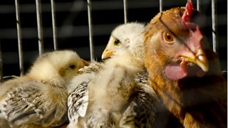 Здравното министерство с препоръки заради зачестили случаи на птичи грип